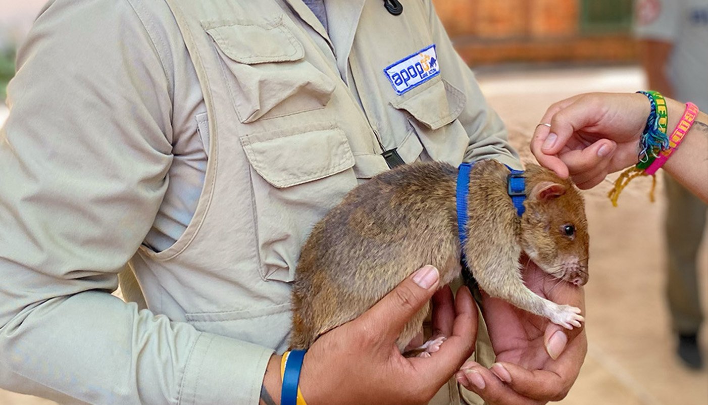 SmallChange_Cambodia_ApopoHeroRats